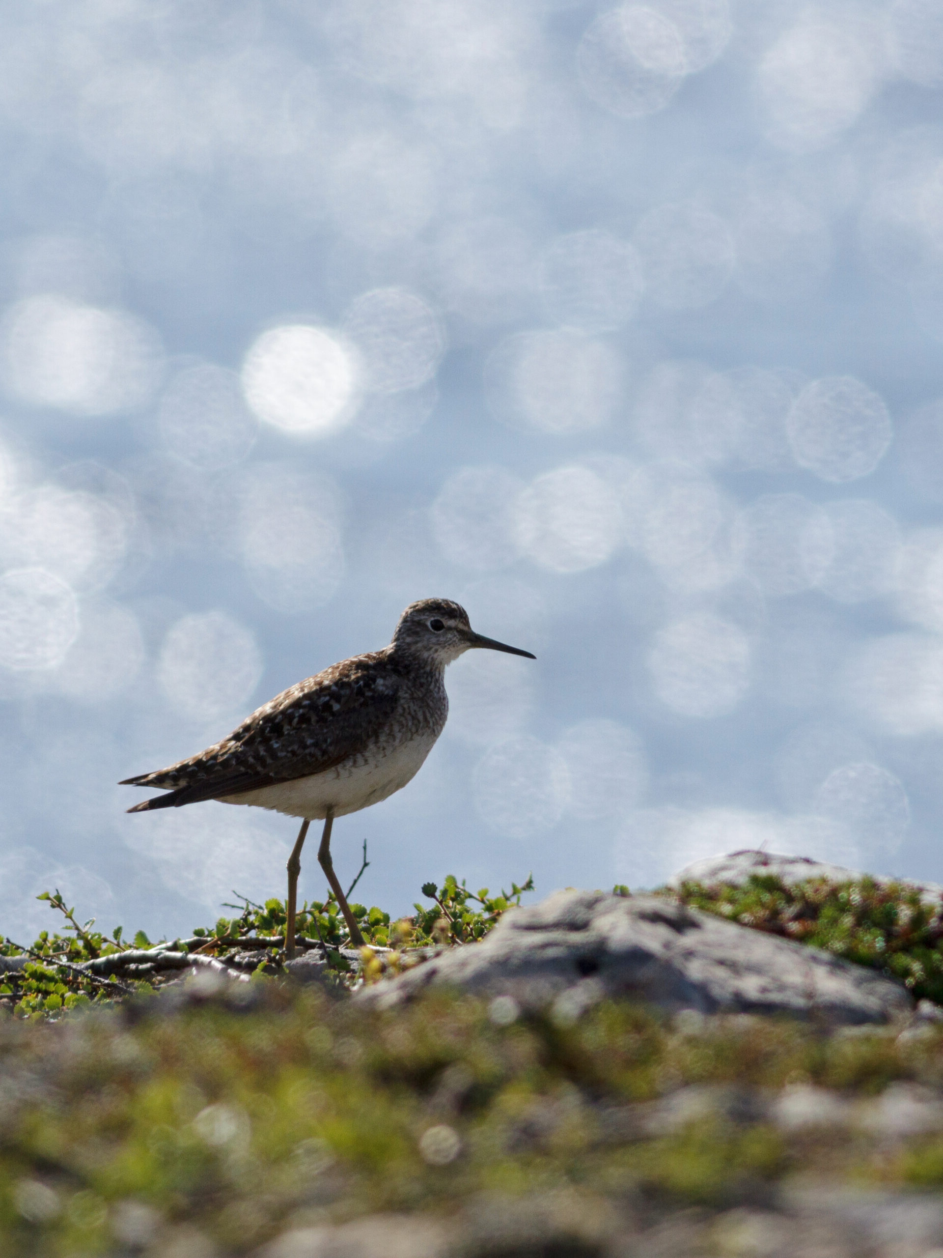 IMG_5040_crop